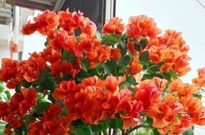 秋天适合种什么花？有哪些花卉推荐？
