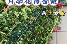 蔷薇与月季的区别是什么？如何区分这两种美丽的花卉？
