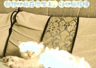 猫咪模拟器正版下载流程是什么？