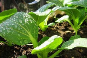 秋天适合种什么菜？有哪些蔬菜适合秋季种植？