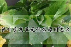 家里绿萝叶子发黄怎么办？如何快速恢复绿萝健康？