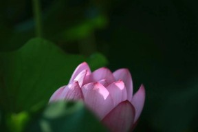 凌波仙子指的是哪种花？它的花语和特点是什么？