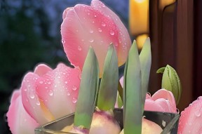 郁金香种子种植方法是什么？如何确保种子发芽率高？