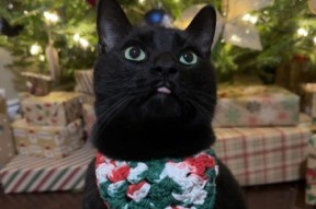 黑猫用手机拍照如何拍出好效果？