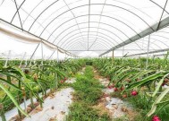 在家如何种植火龙果？有哪些步骤和注意事项？
