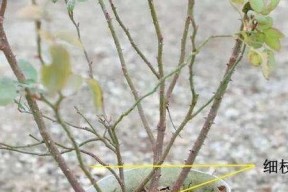 月季冬天修剪技巧有哪些？如何正确进行修剪？