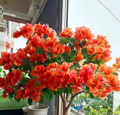秋天适合种什么花？有哪些花卉推荐？  第1张