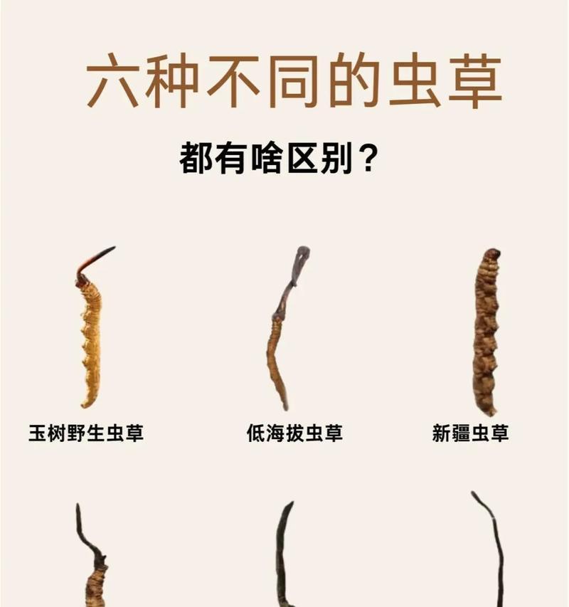 冬虫夏草真假鉴别方法是什么？如何确保购买到真品？  第2张