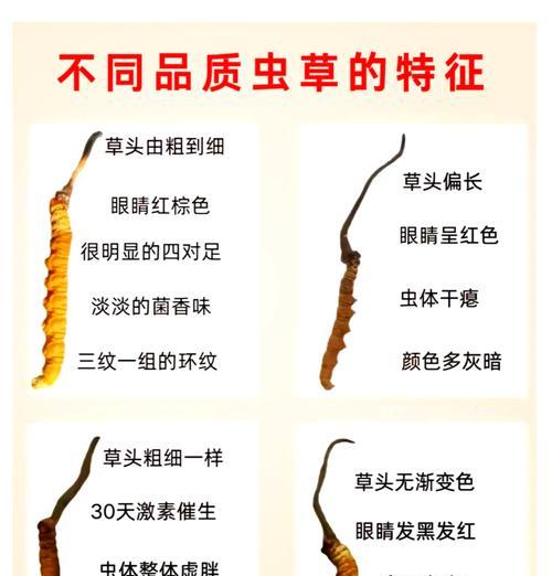 冬虫夏草真假鉴别方法是什么？如何确保购买到真品？  第3张