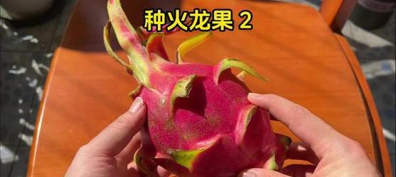 火龙果种子种植方法有哪些？步骤和注意事项是什么？  第3张