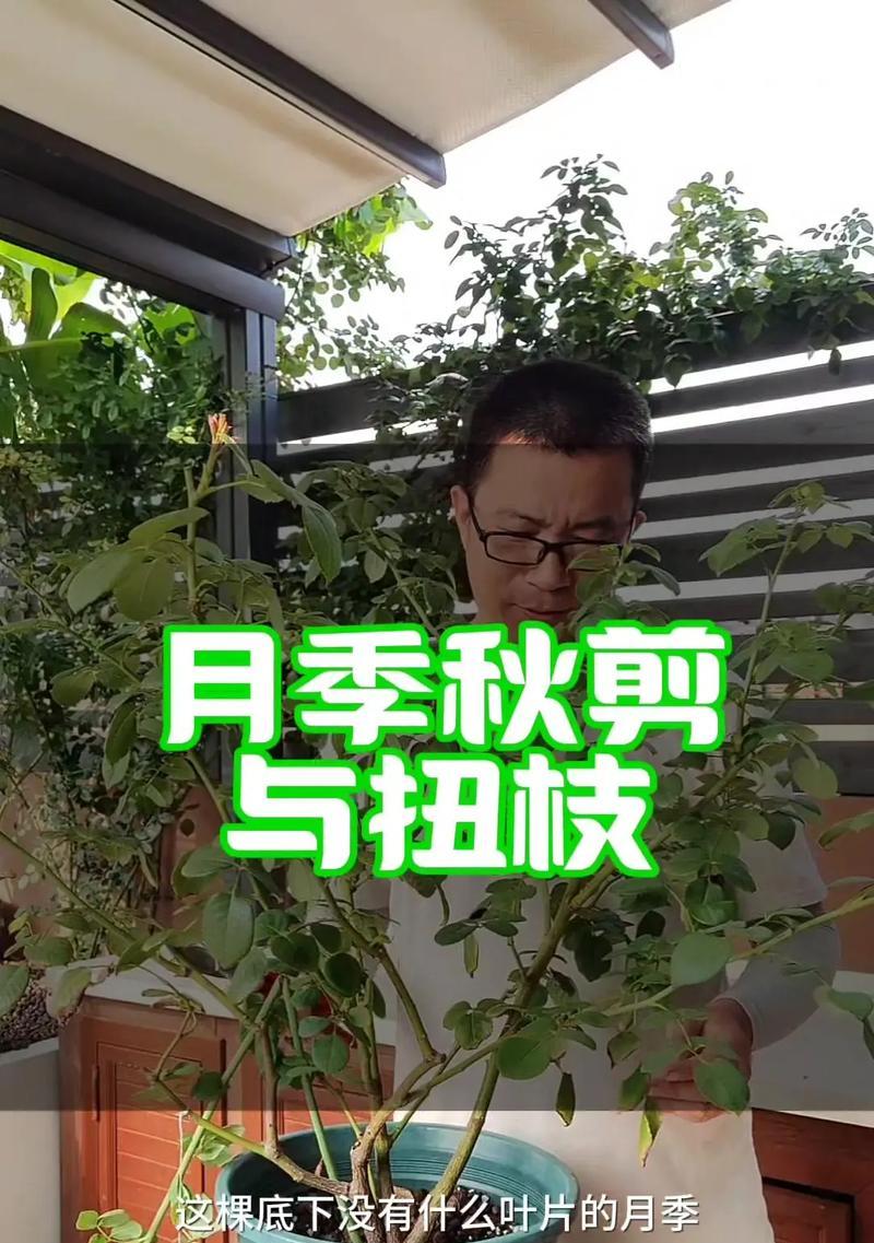 月季冬天修剪技巧有哪些？如何正确进行修剪？  第3张