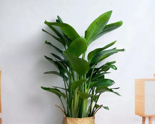 天堂鸟植物怎么养？养护技巧和常见问题解答？  第2张