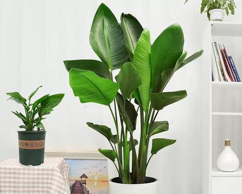 天堂鸟植物怎么养？养护技巧和常见问题解答？  第1张
