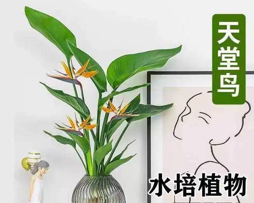 天堂鸟植物怎么养？养护技巧和常见问题解答？  第3张