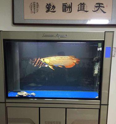 刚买的龙鱼不吃食怎么办？如何快速解决新鱼拒食问题？  第3张