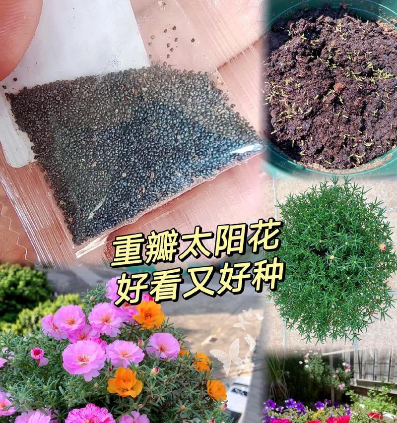 太阳花种子怎么种好？种植太阳花种子的正确步骤是什么？  第1张
