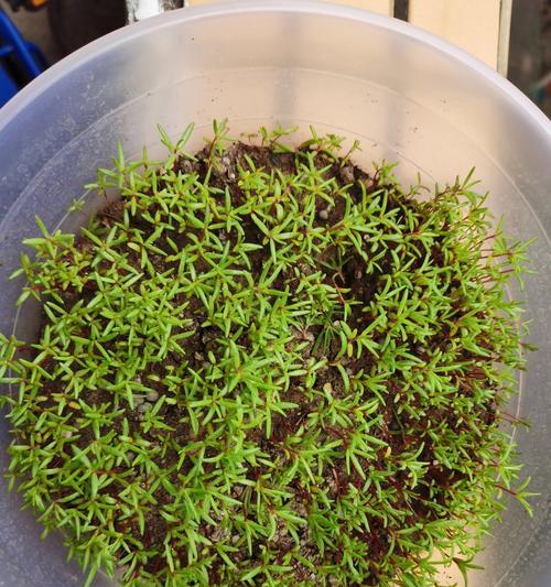 太阳花种子怎么种好？种植太阳花种子的正确步骤是什么？  第2张