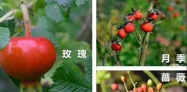 蔷薇与月季的区别是什么？如何区分这两种美丽的花卉？  第2张