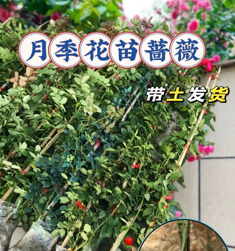 蔷薇与月季的区别是什么？如何区分这两种美丽的花卉？  第1张