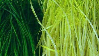 韭黄和韭菜的区别是什么？如何正确区分两种蔬菜？  第1张