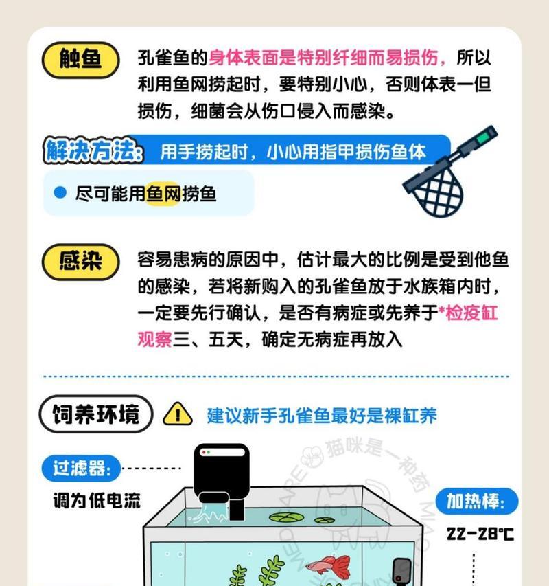 孔雀鱼怎么养才能活得长久？有哪些关键的饲养技巧？  第1张