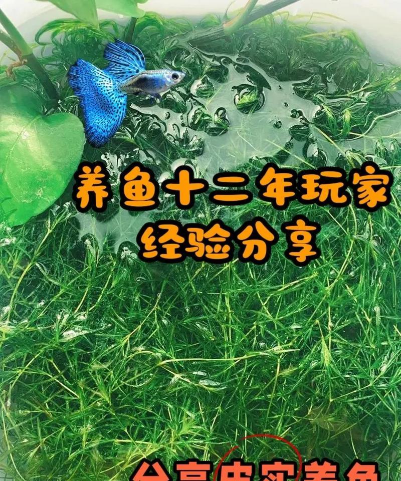 孔雀鱼怎么养才能活得长久？有哪些关键的饲养技巧？  第3张