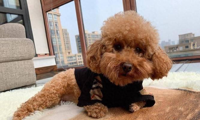 泰迪犬怎么看年龄大小？如何根据外观判断泰迪的年龄？  第1张
