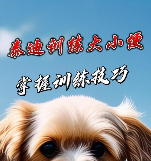 泰迪犬怎么看年龄大小？如何根据外观判断泰迪的年龄？  第3张