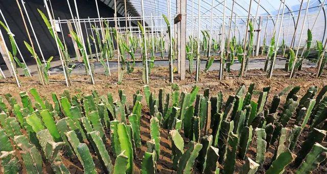 在家如何种植火龙果？有哪些步骤和注意事项？  第3张