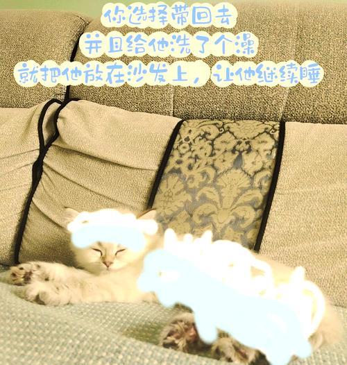 猫咪模拟器正版下载流程是什么？  第1张